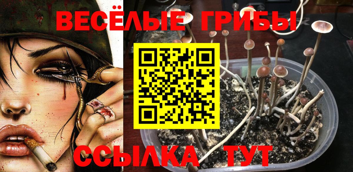 Аргун  Галлюциногенные грибы Psilocybine cubensis  Вход с VPN 