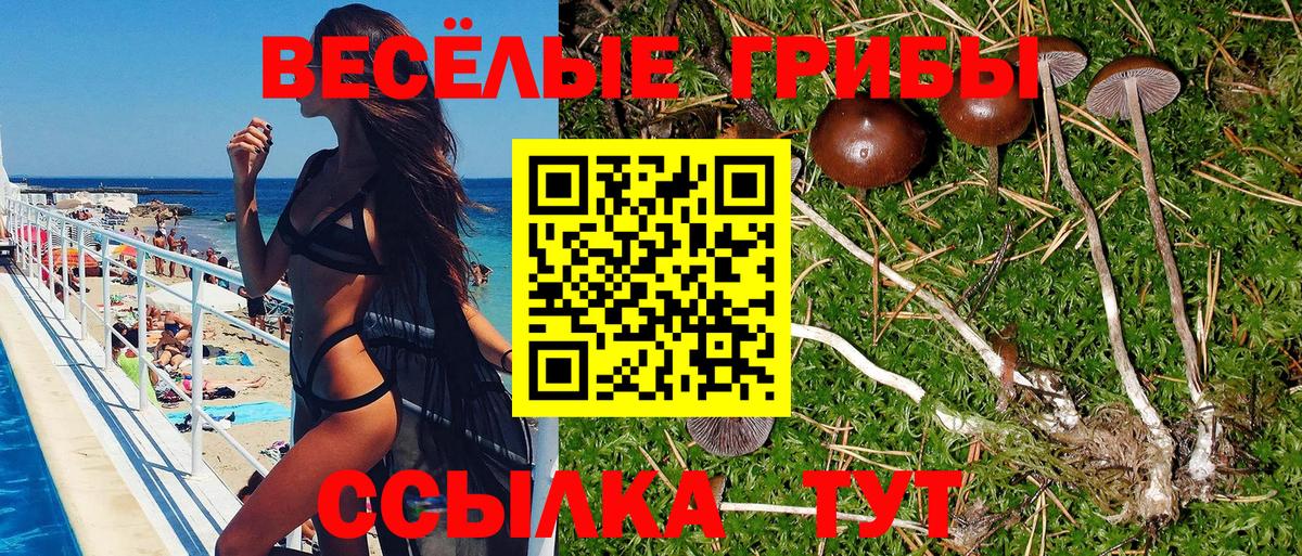 Псилоцибиновые грибы Psilocybe Аргун